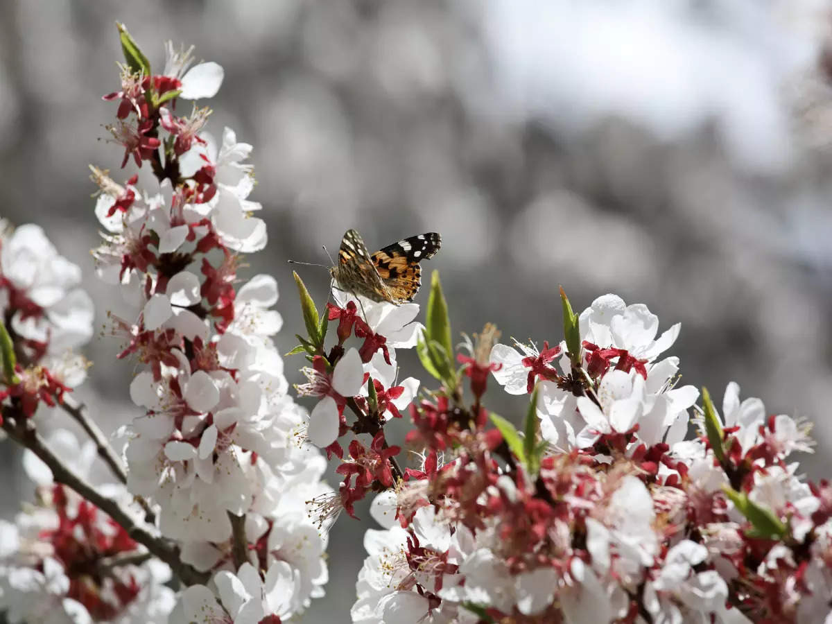 Block the dates for Apricot Blossom Festival in Ladakh in April