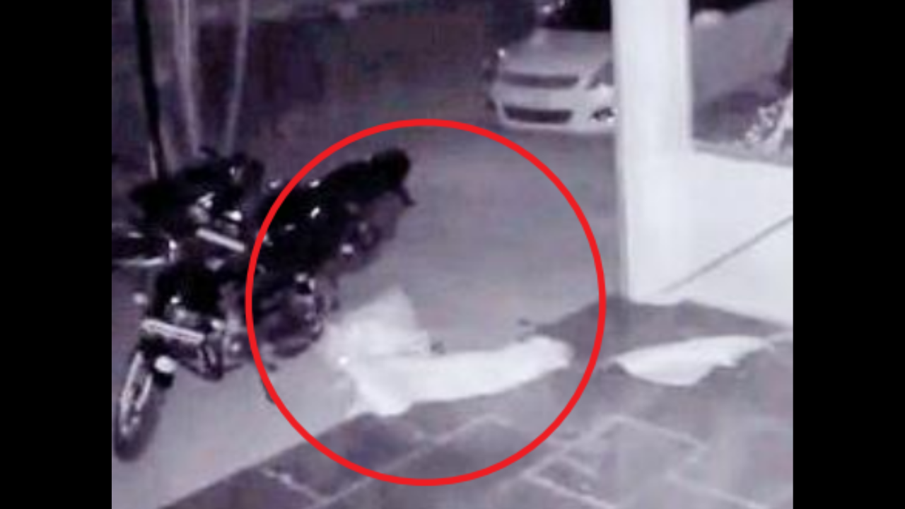 The CCTV footage showing the leopard attacking the dog and fleeing with the animal 