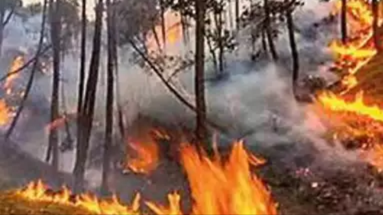 The state has nearly 49.21sqkm of extremely fire-prone forest area
