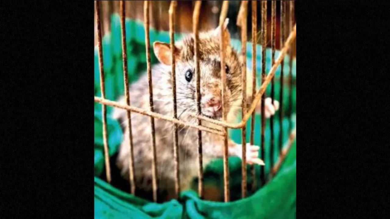 After PETA plea, Mizoram curbs use & sale of glue traps for rodent control