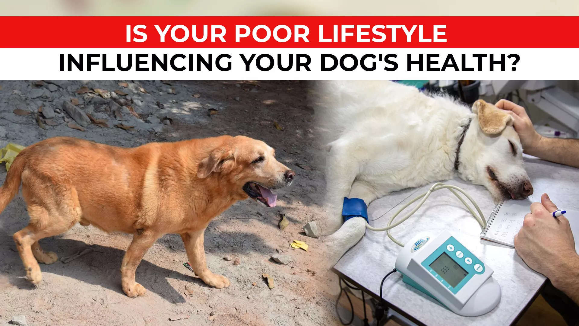 are dogs good for our health