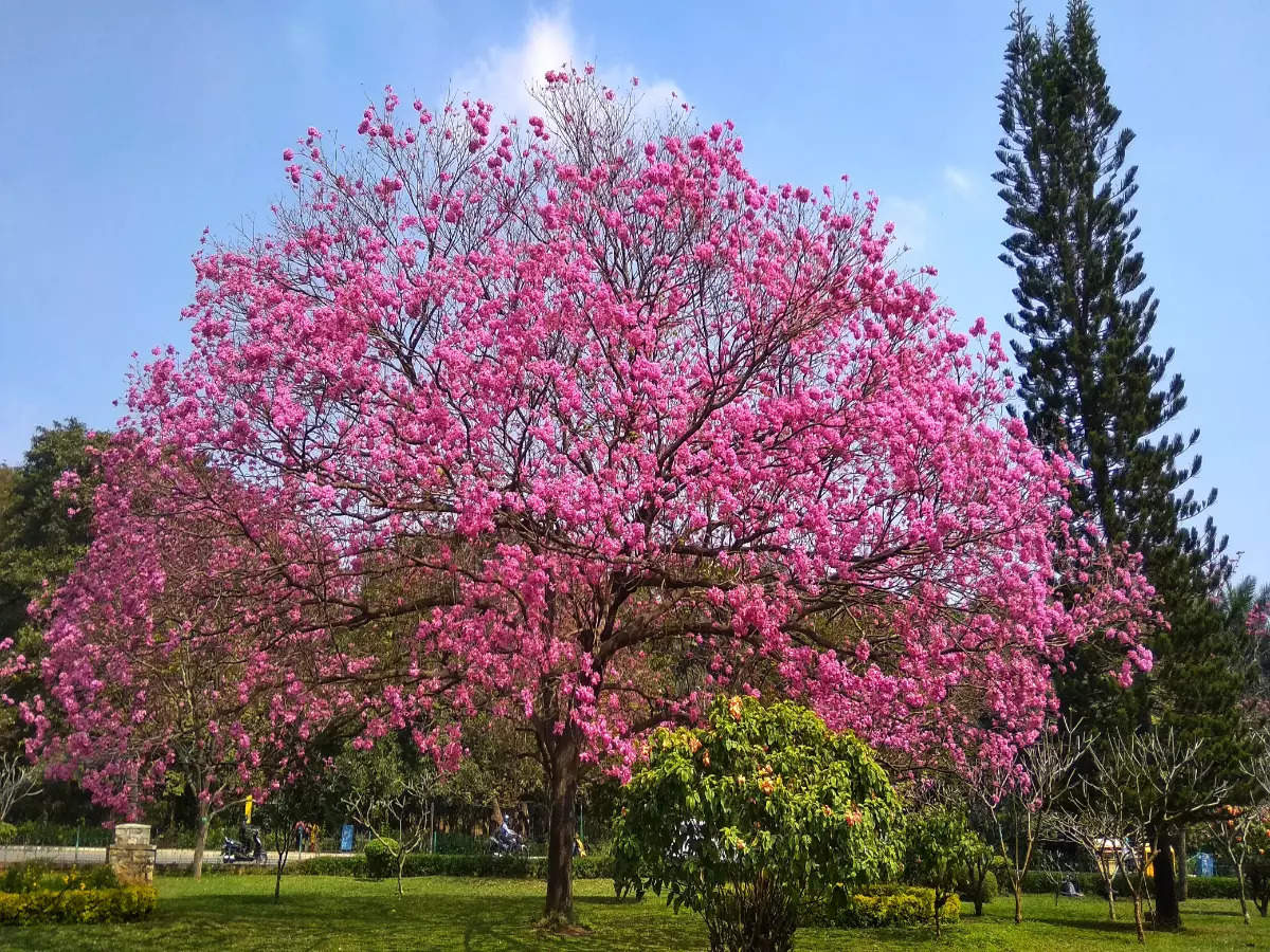 In photos: Bengaluru in springtime is a sight for sore eyes