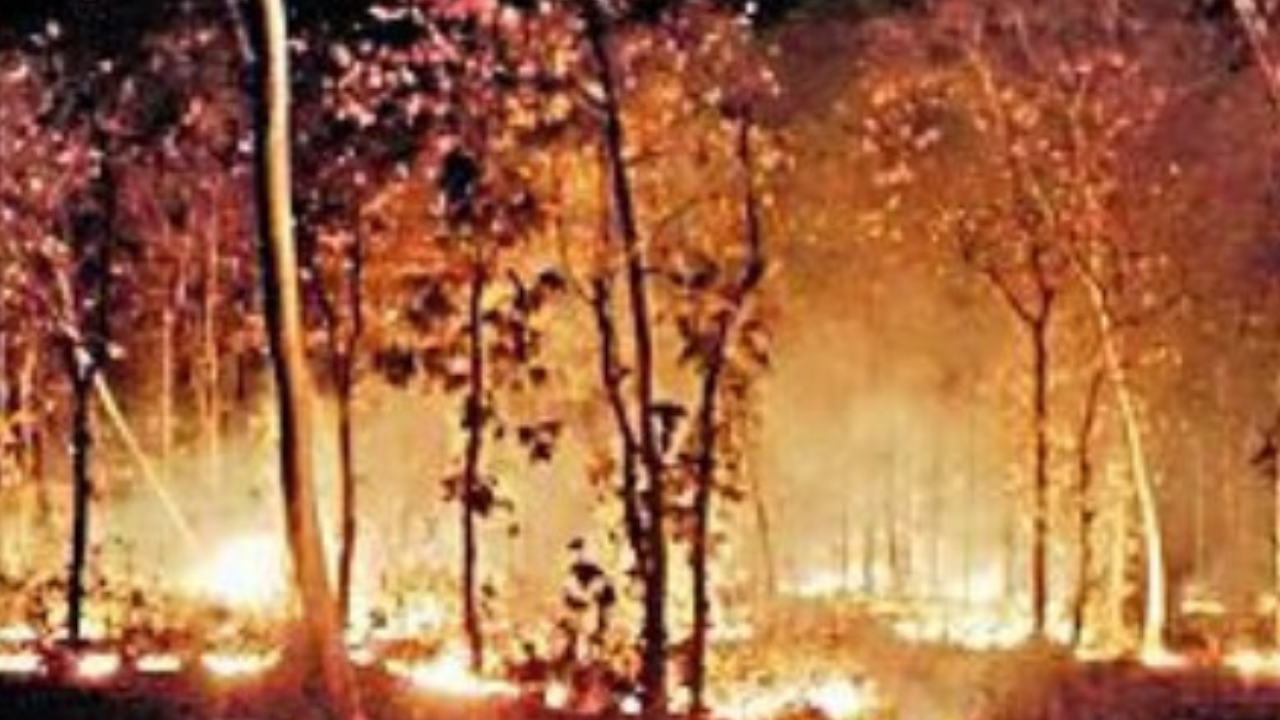 West Bengal has 23% more forest fires after no-rain winter