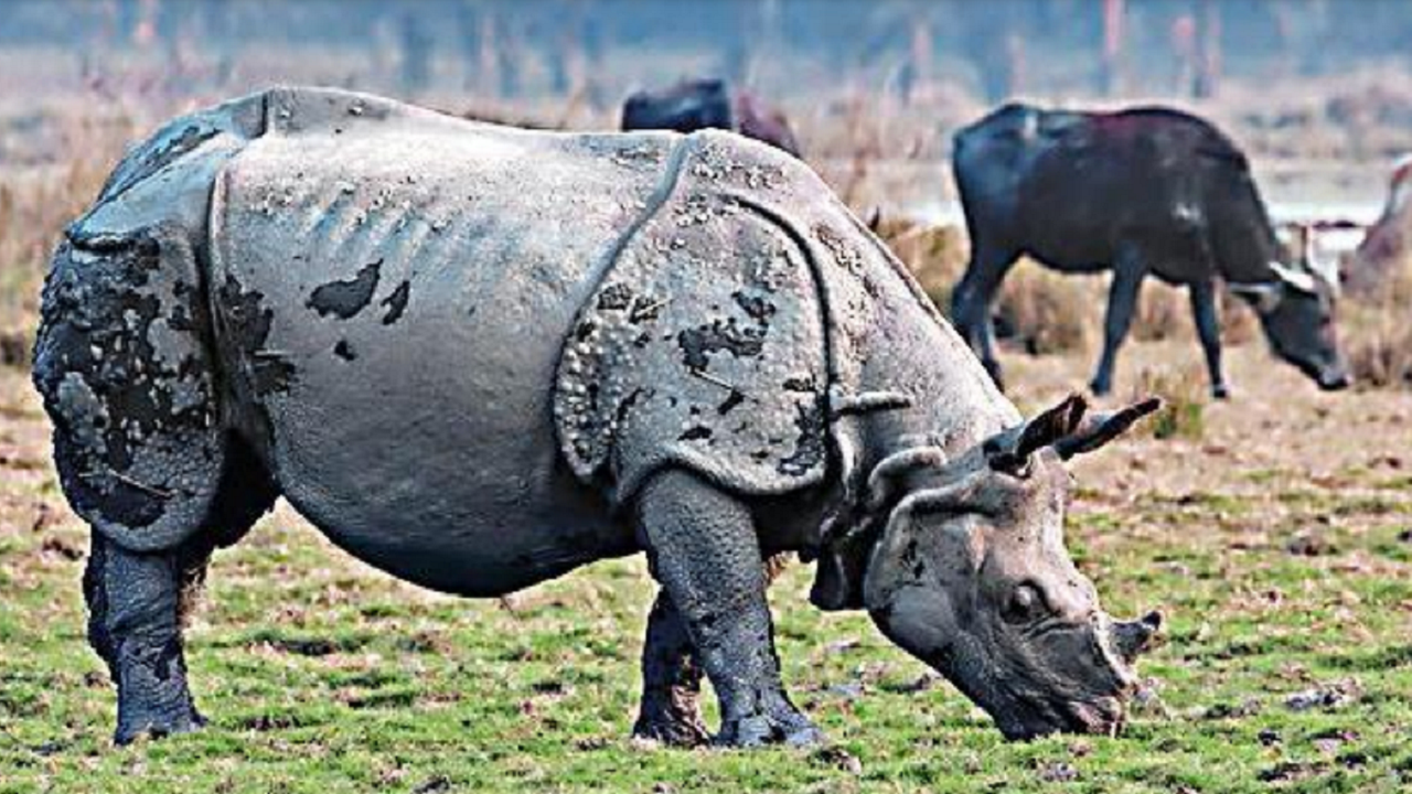 Curious case of 'missing' areas in Pobitora sanctuary in Assam