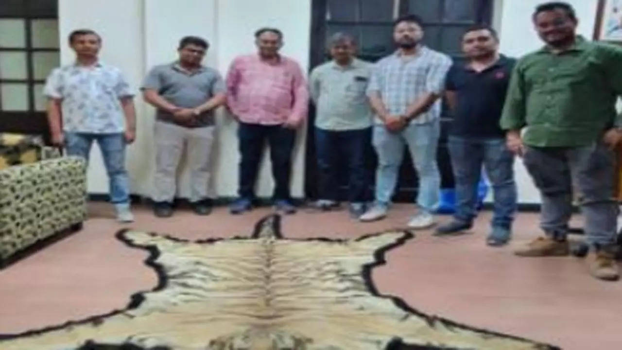 Customs seizes Royal Bengal tiger skin, black buck antlers