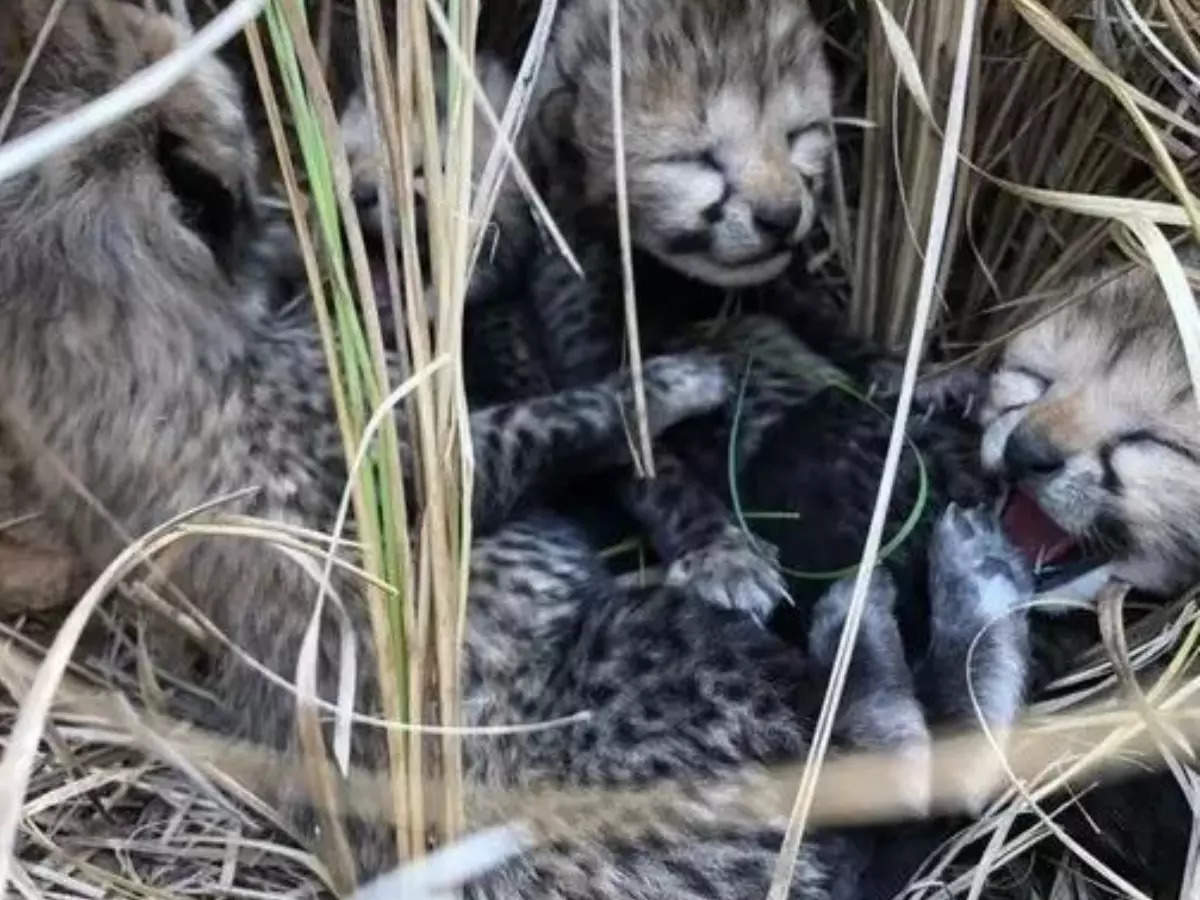 Namibian cheetah in Kuno National Park gives birth to four cubs