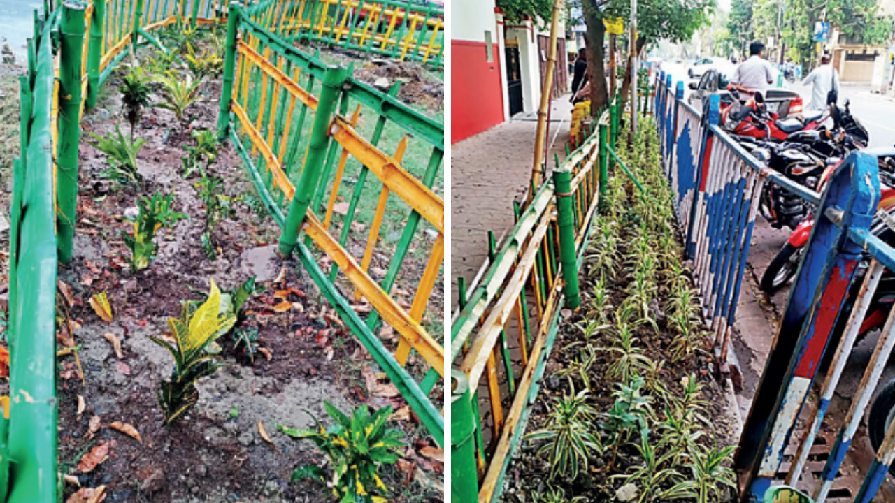 KMC targets planting 1 lakh plus saplings in green buffer zones over next 6 months