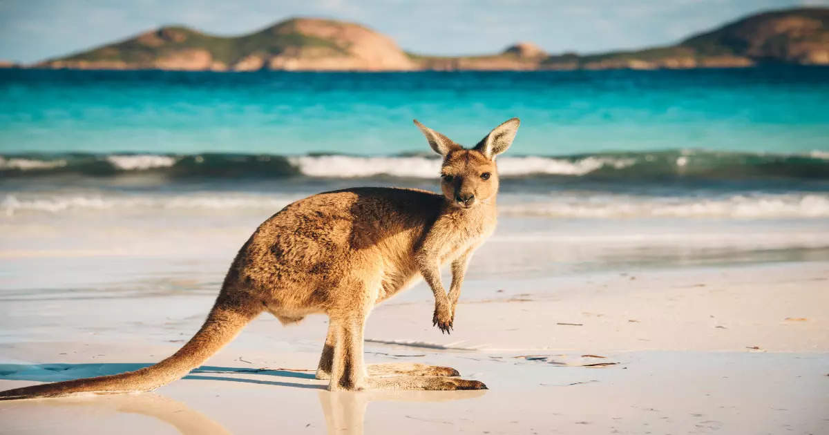 What makes Australia such a unique destination? | Times of India