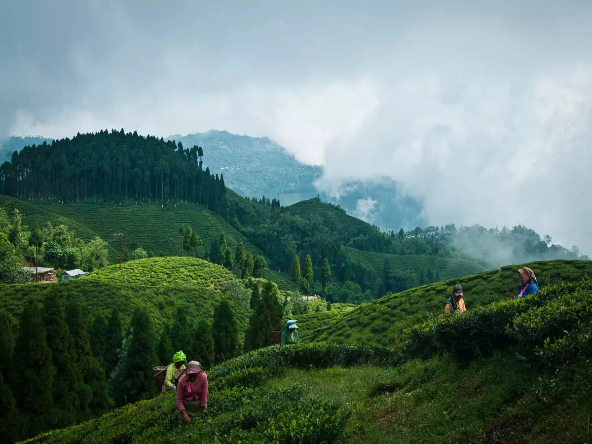 Kurseong’s iconic tea gardens and train experiences to go back in time