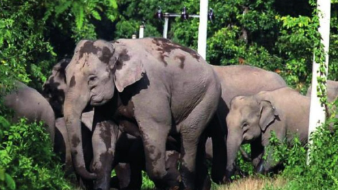 Why humans, jumbos are at war in Bengal’s border areas
