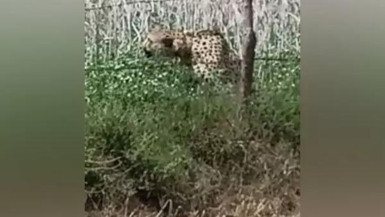Cheetah Oban takes a walk outside Kuno, foresters say, ‘Go back, please’