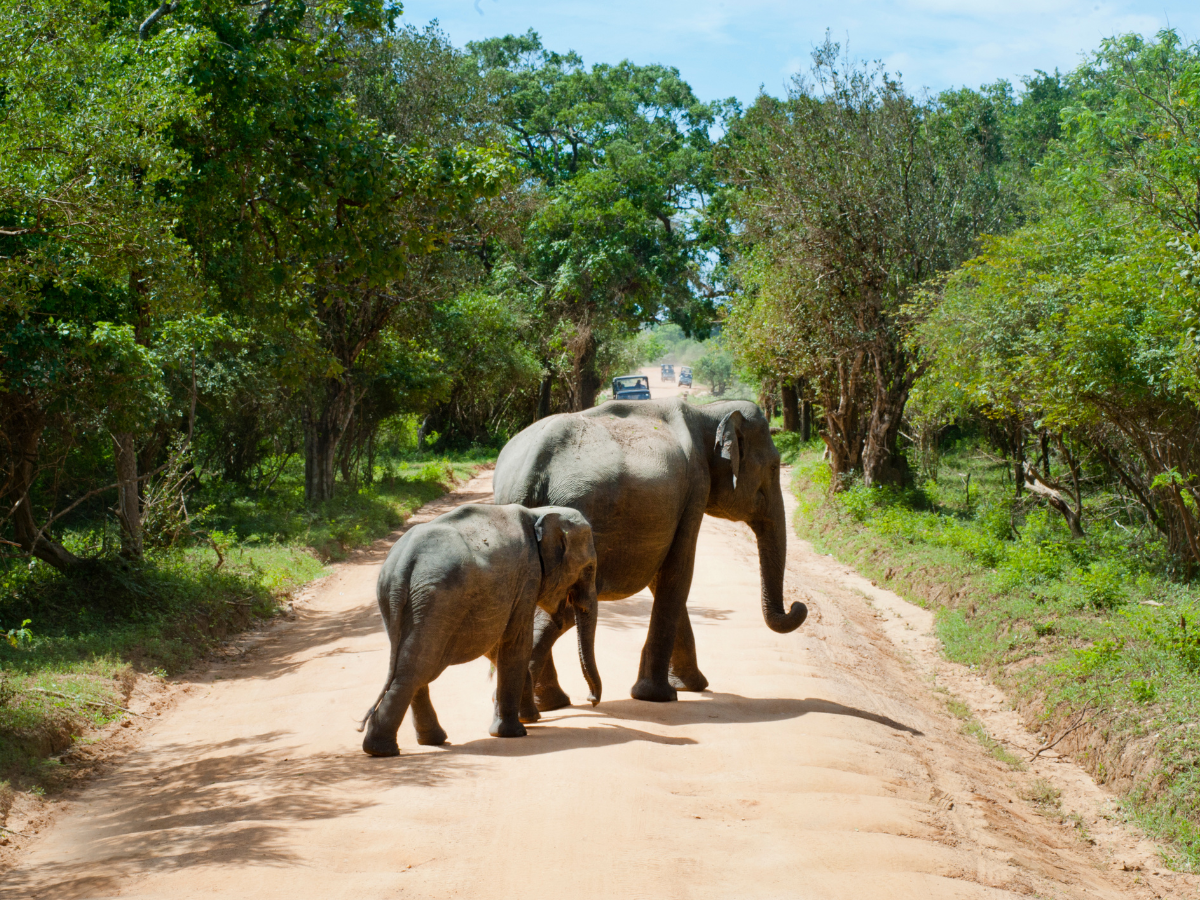 Kaziranga National Park to host Gaj Utsav 2023 this month; safaris to remain closed