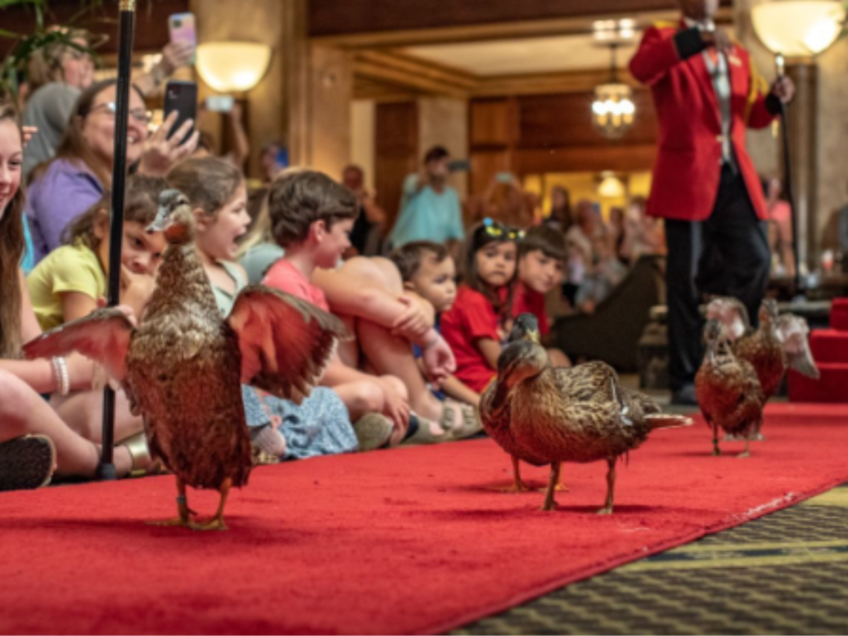 Visit this unique hotel to see ‘Peabody Ducks’, the hotel’s permanent guests
