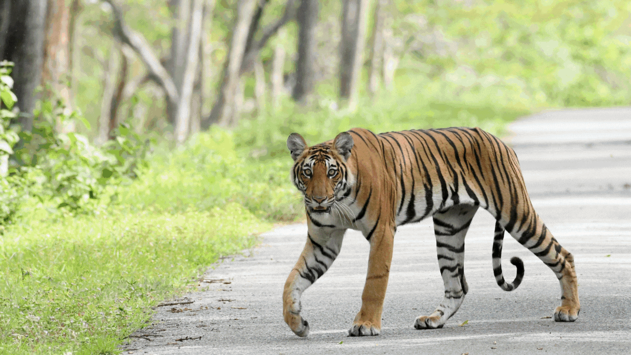 India’s tiger population rose from 2,967 to 3,167 in 2022: PM Modi |  News from India