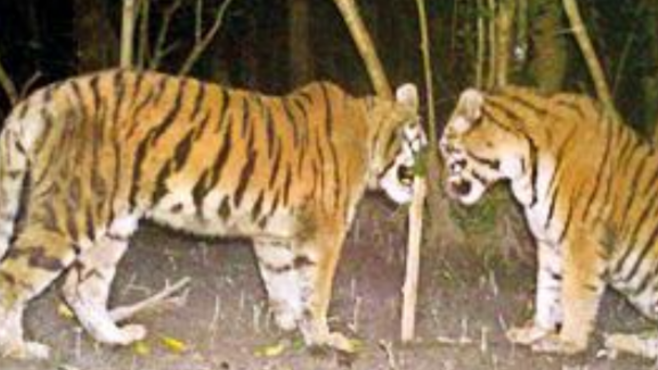 Sundarbans roars with a big cat century