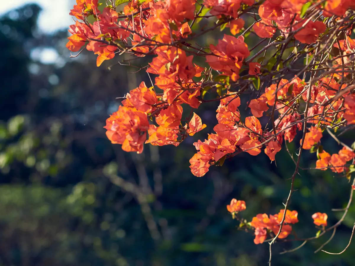 Delhi all set to host first ever Bougainvillea Flower Show from April 14