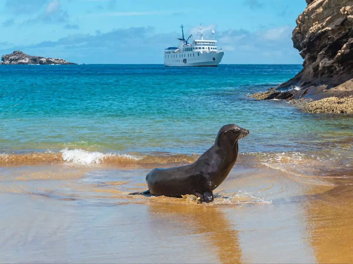 World’s most exclusive wildlife cruise destinations