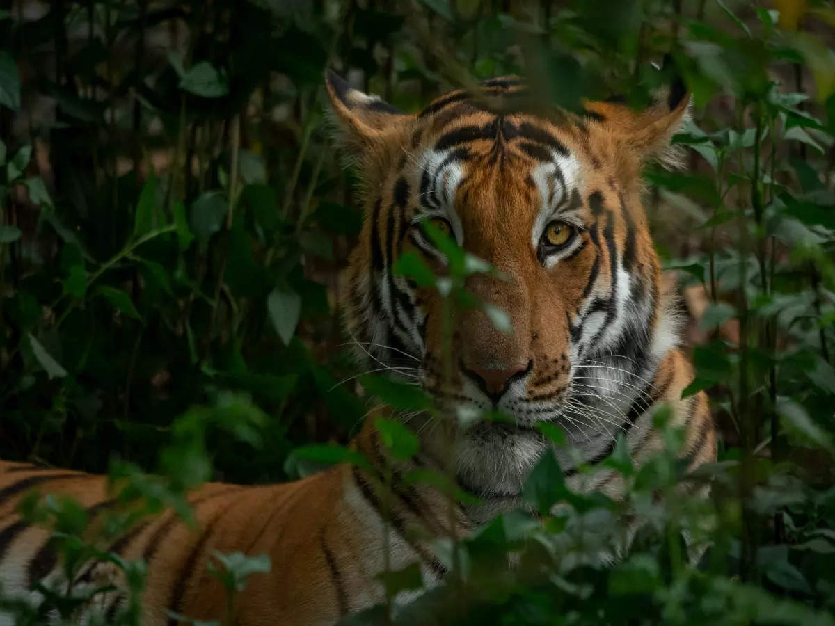 Nothing short of a wildlife extravaganza at Uttar Pradesh’s Pilibhit Tiger Reserve