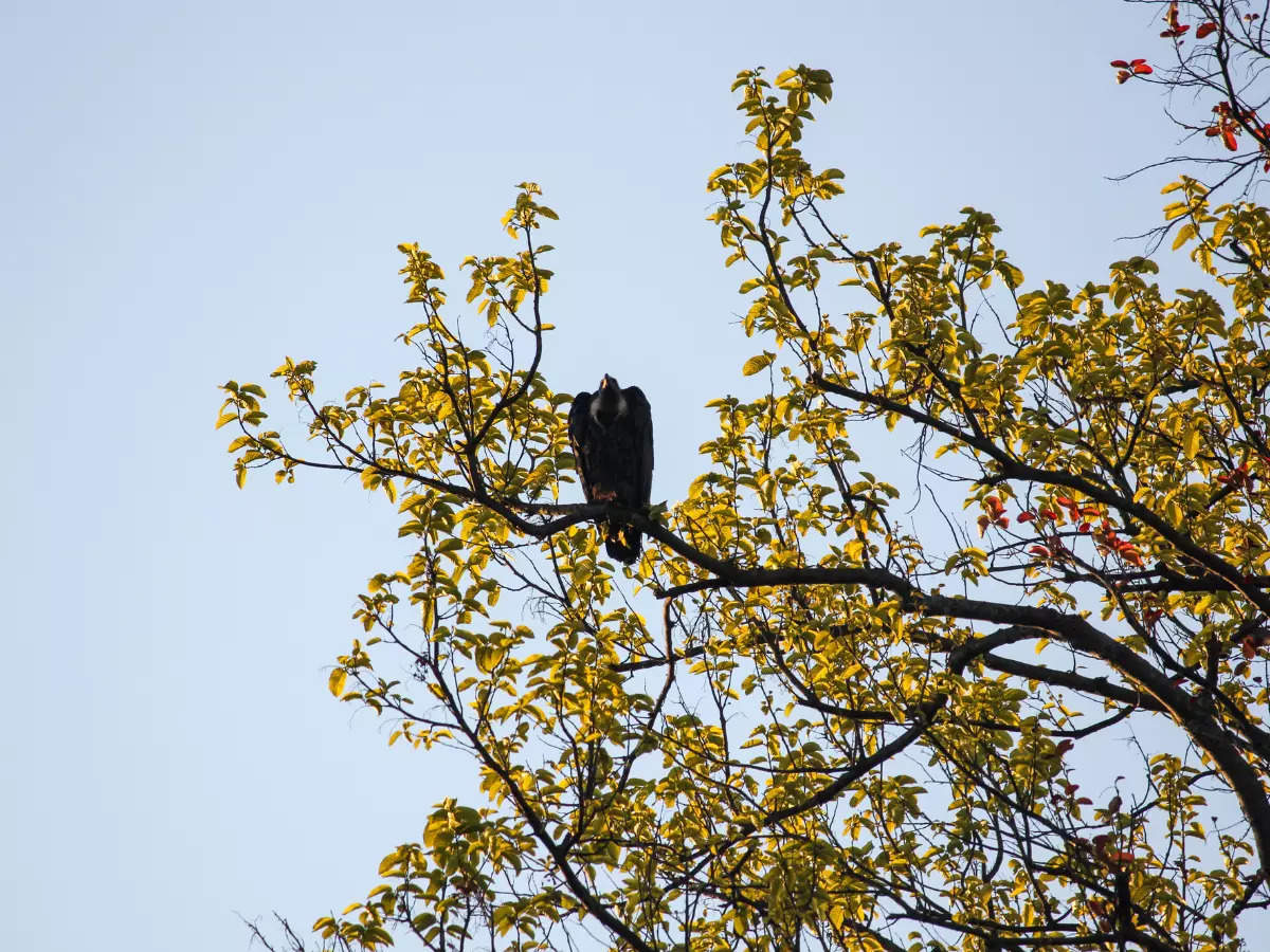 Uttar Pradesh set to see world's first conservation, breeding centre for Asian king vultures