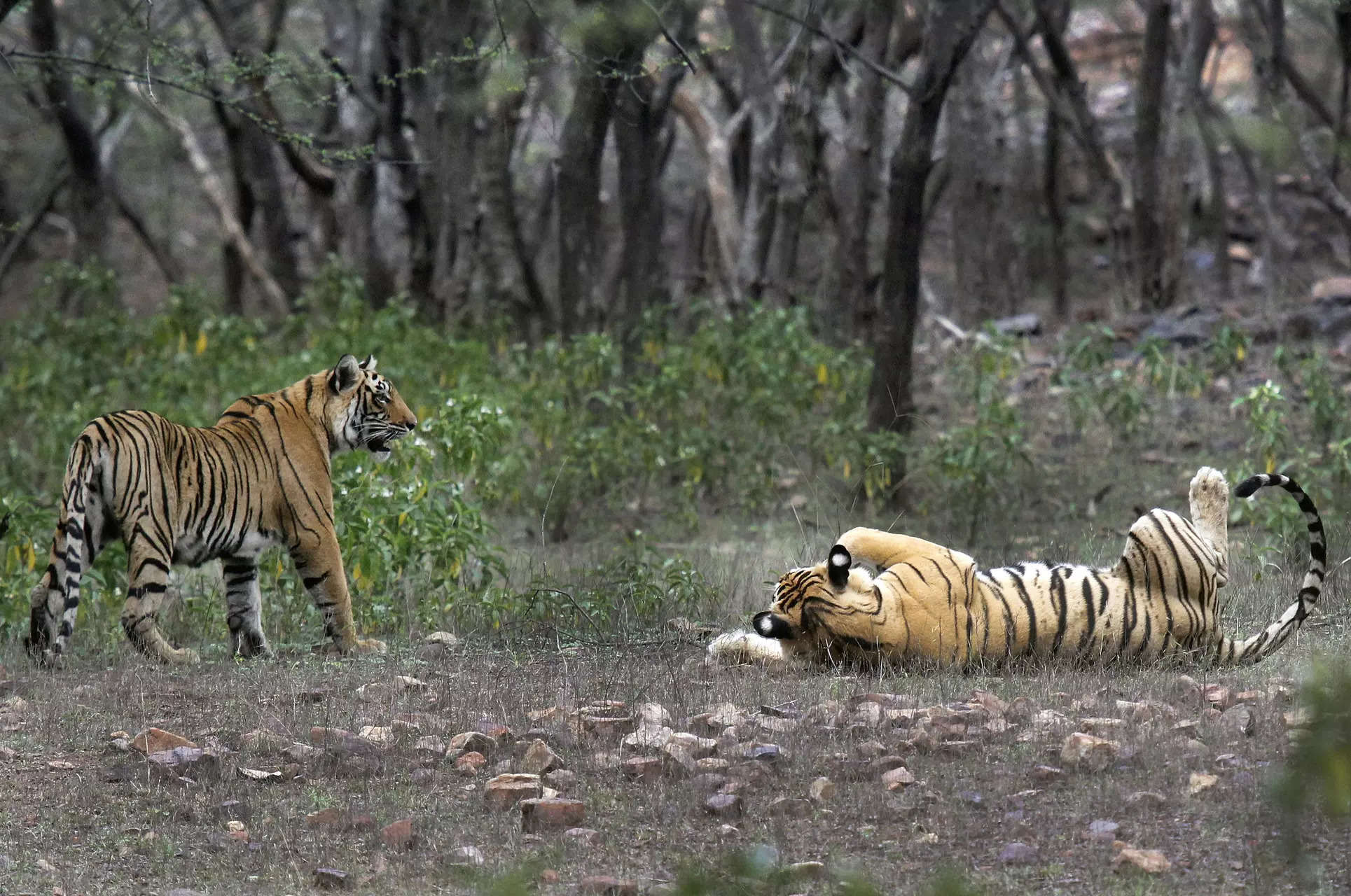 Tigers at the Ranthambore National Park in Sawai Madhopur. (File photo: AP)
