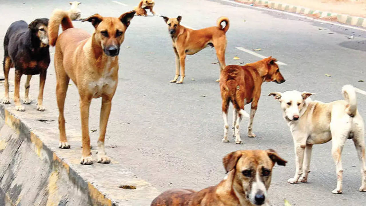 Delhi Stray Dog Attack: 14-year-old boy attacked by stray dogs in southwest  Delhi | Delhi News - Times of India