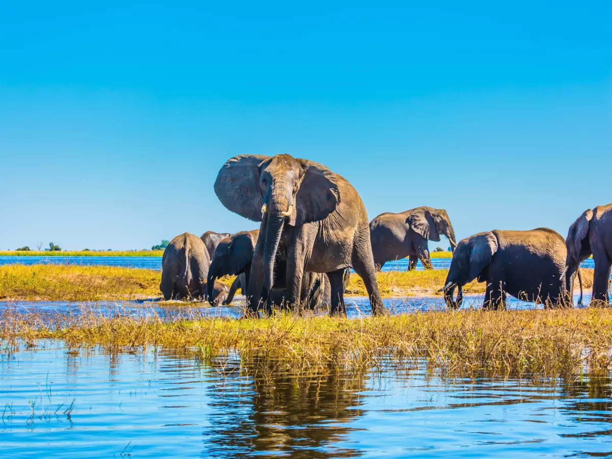 Okavango Delta, Botswana: A harmonious circle of life