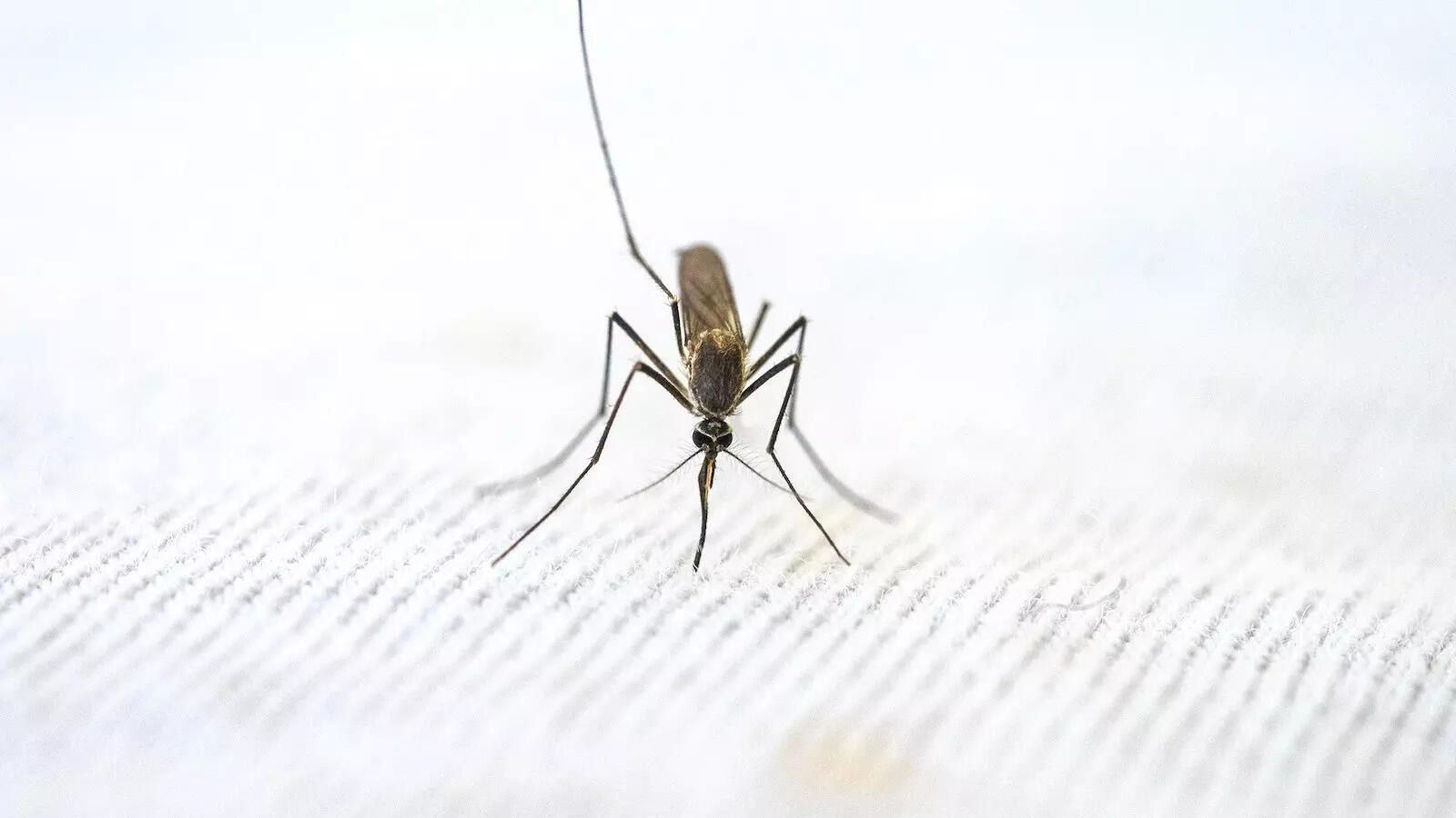 World Malaria Day 2023: World Malaria Day 2023: History, theme, significance and more – Times of India