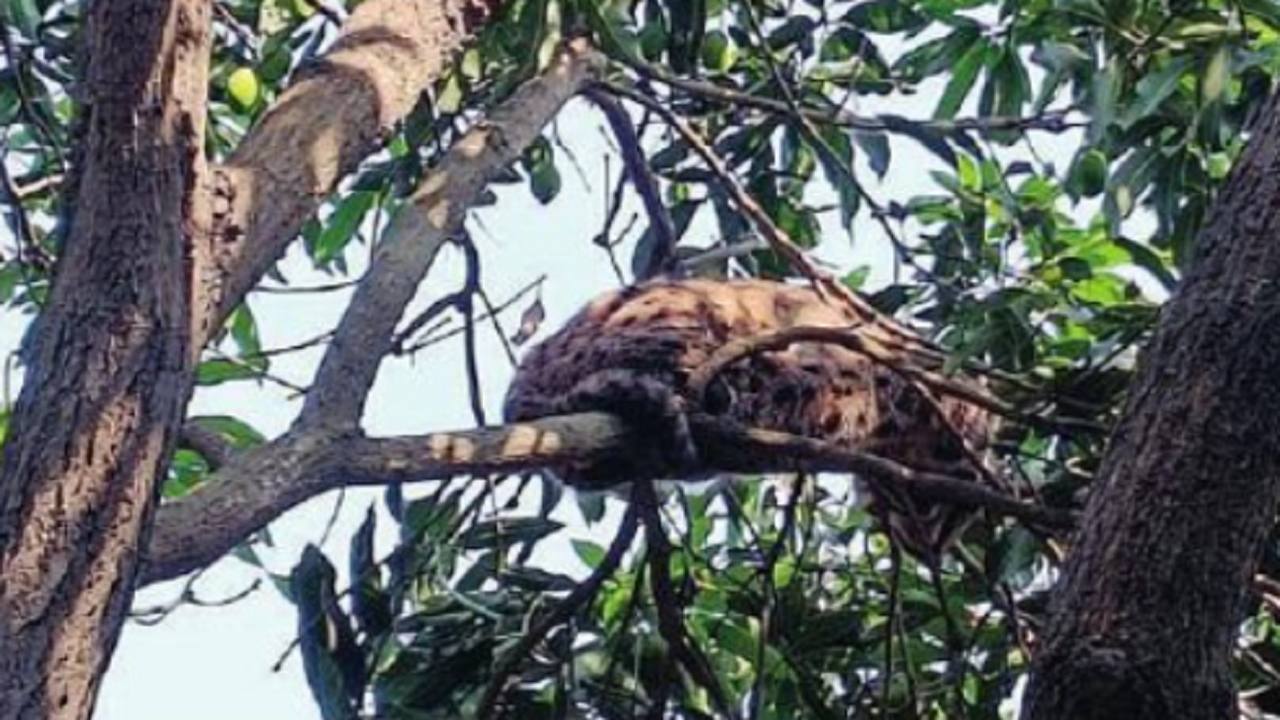 Hind Nagar, Lucknow Map, Property Rates, Projects, Photos, Reviews, Info