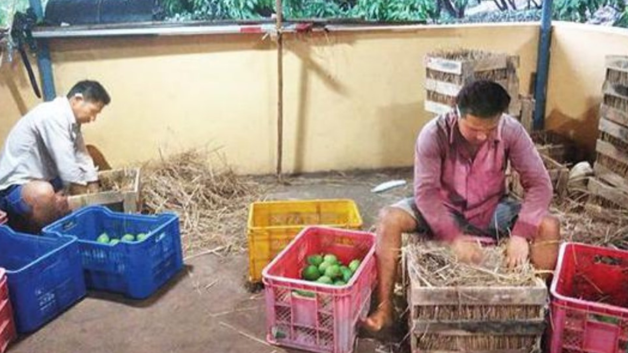 Nepalis bringing Ratnagiri mangoes to Maharashtra’s tables | Navi Mumbai News – Times of India