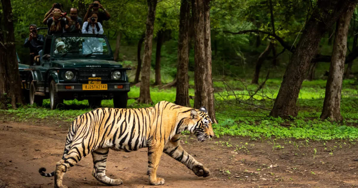 Best jungle safaris in India for wildlife enthusiasts | Times of India