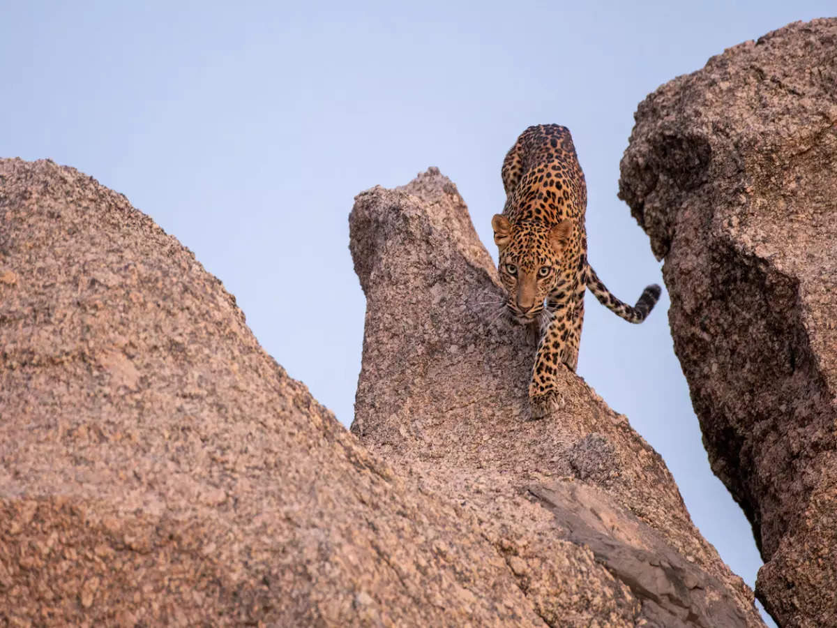 Jawai, the leopard territory, for the wildlife enthusiast in you