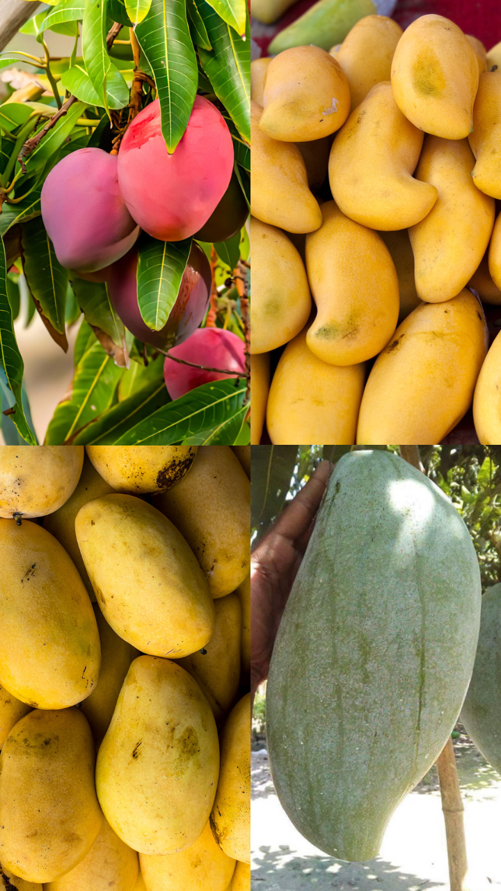 Types online of mangoes