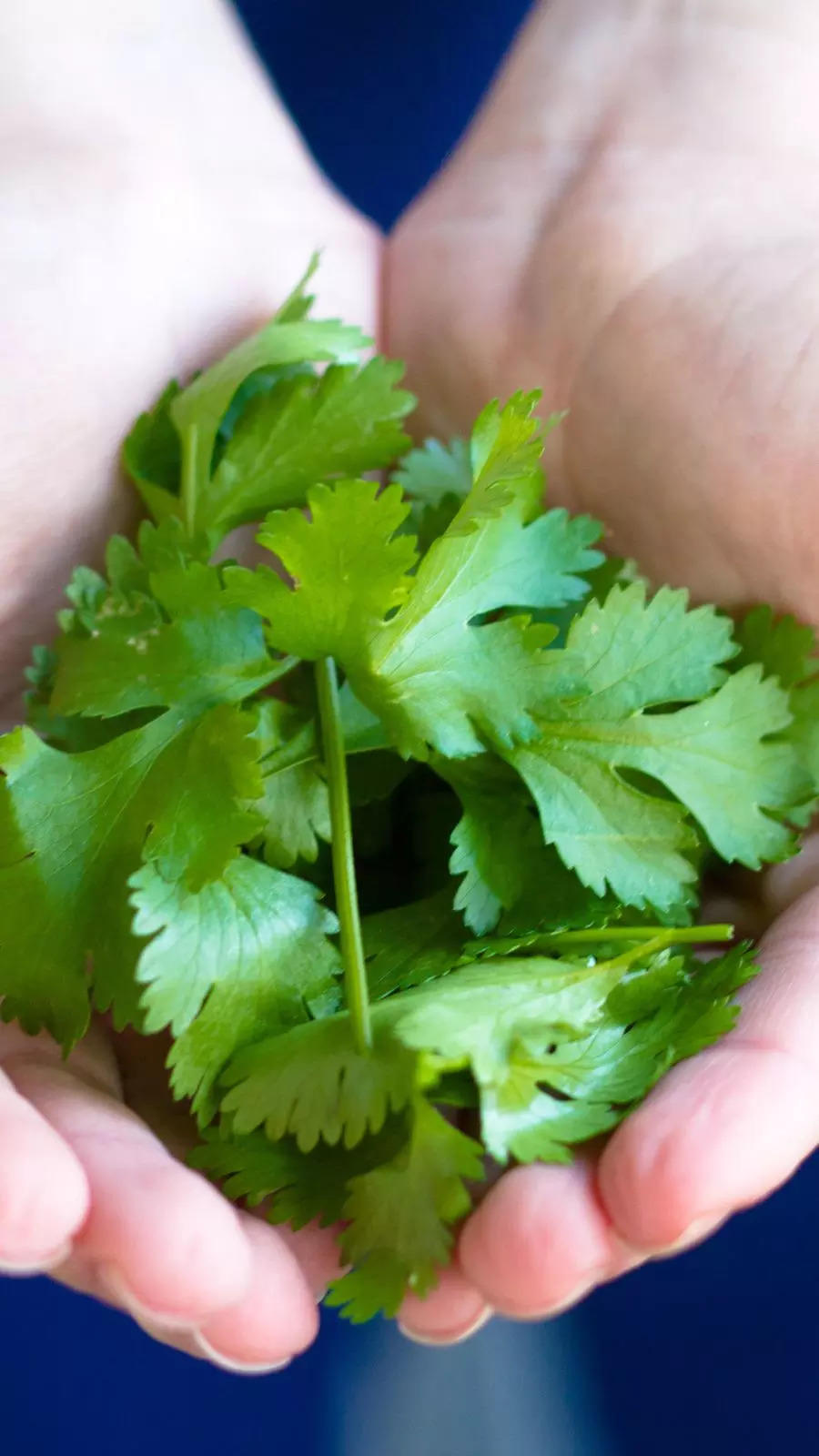 Surprising benefits of coriander leaves