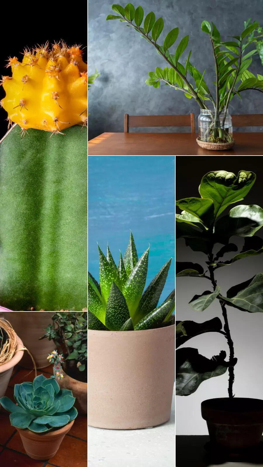 Beautiful houseplants perfect for beginners