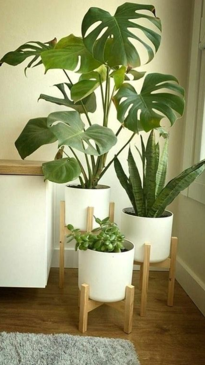 Indoor Plants That Give Stress Relief at Home and Office StorialTech