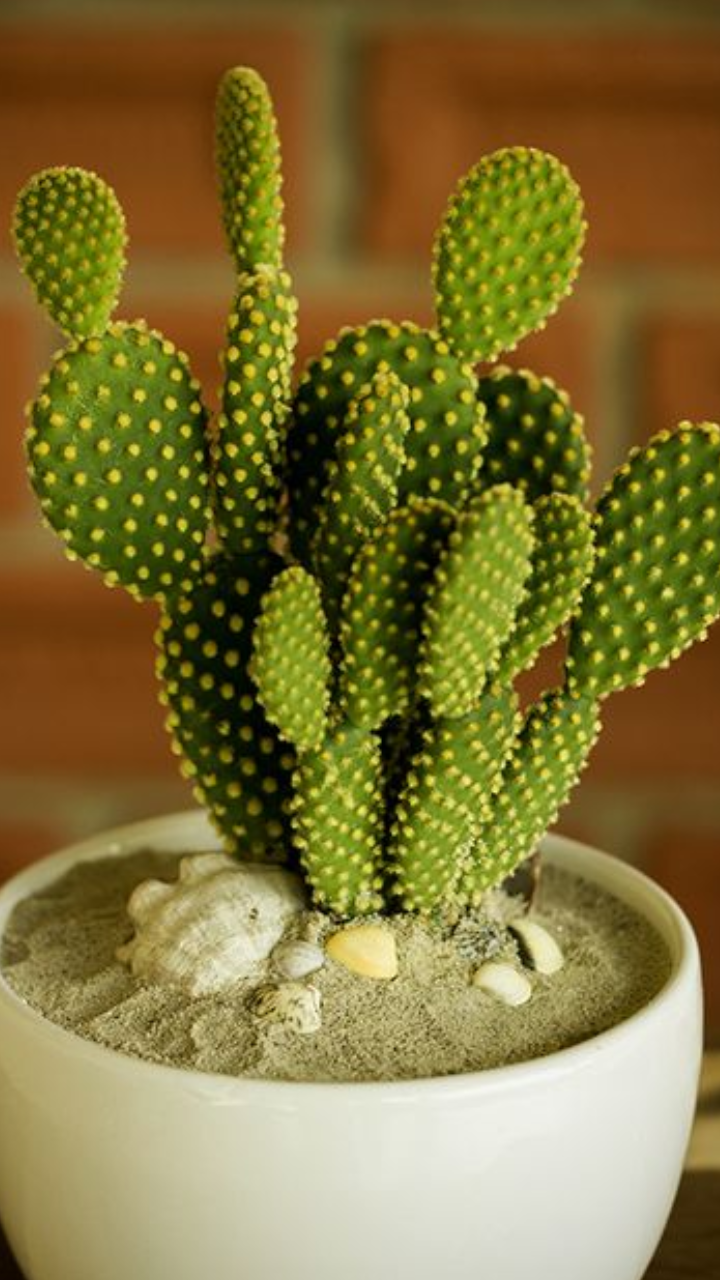 8 Amazing Benefits of Keeping Cactus Plants in Your Home StorialTech