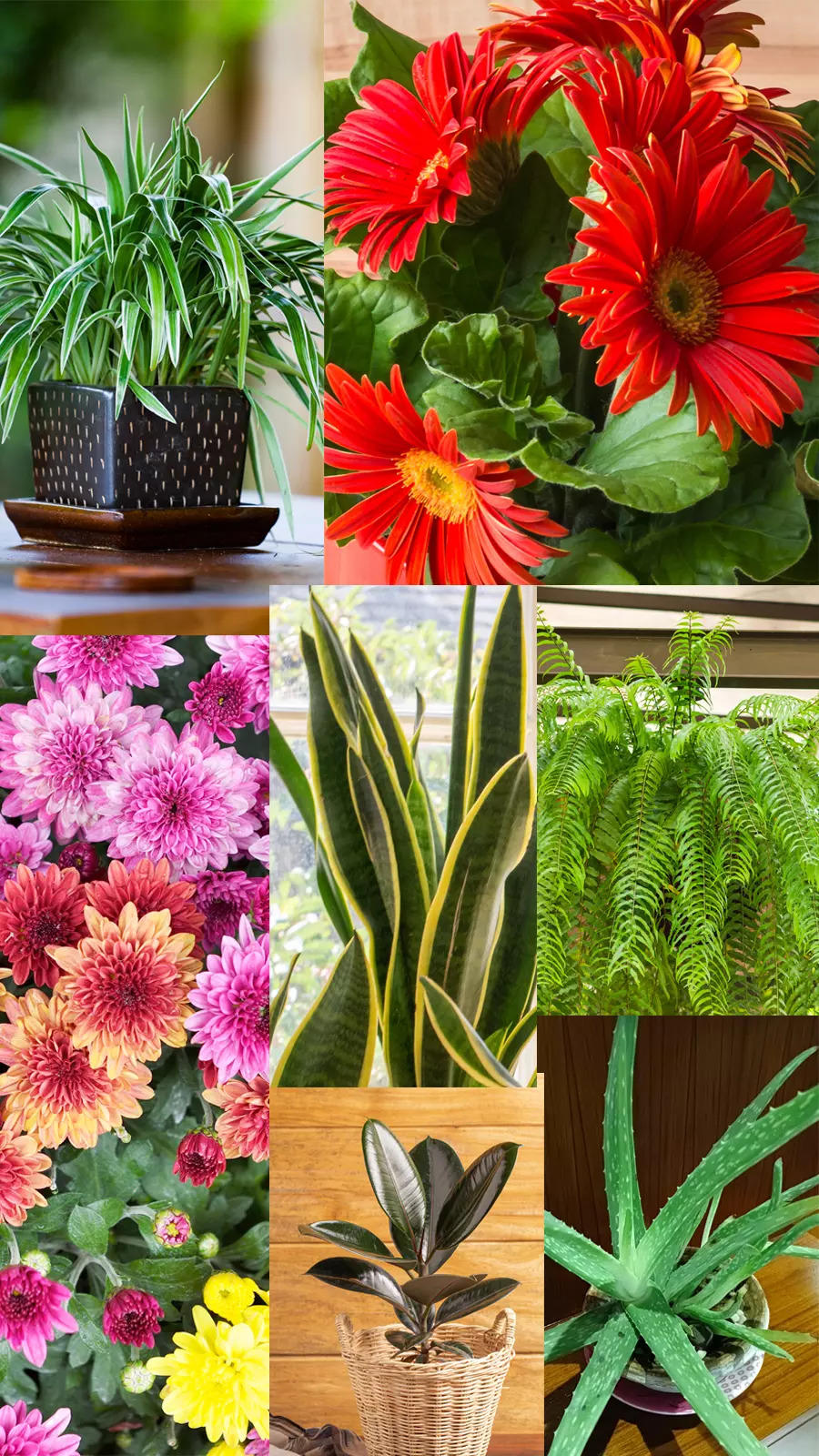 Combat pollution with greenery: Top 10 air-purifying plants for a healthier home