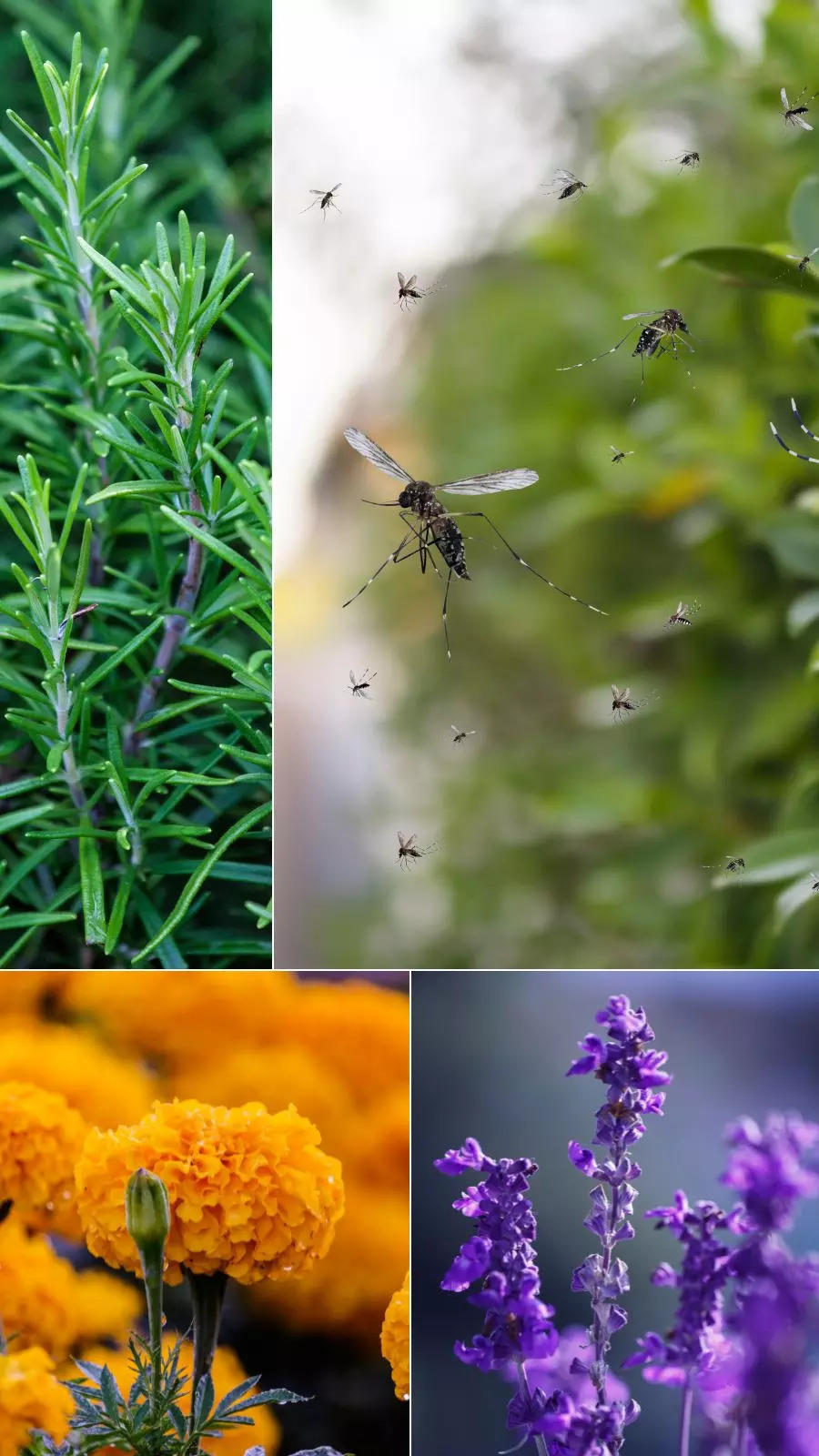 Plants that keep mosquitoes away from home