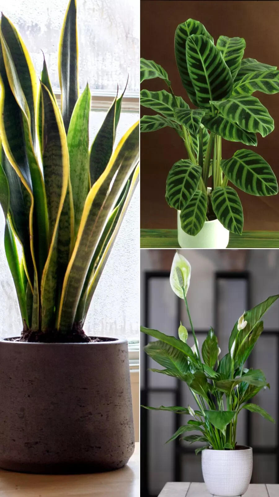 Houseplants that exude positive energy