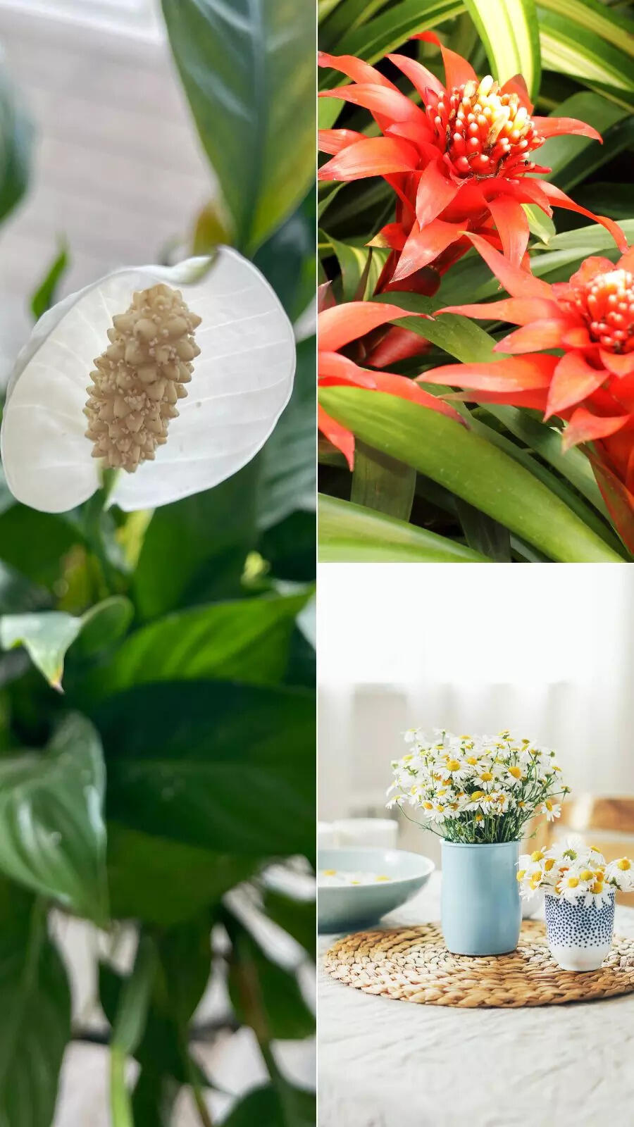 Houseplants that will make your home look calm and peaceful