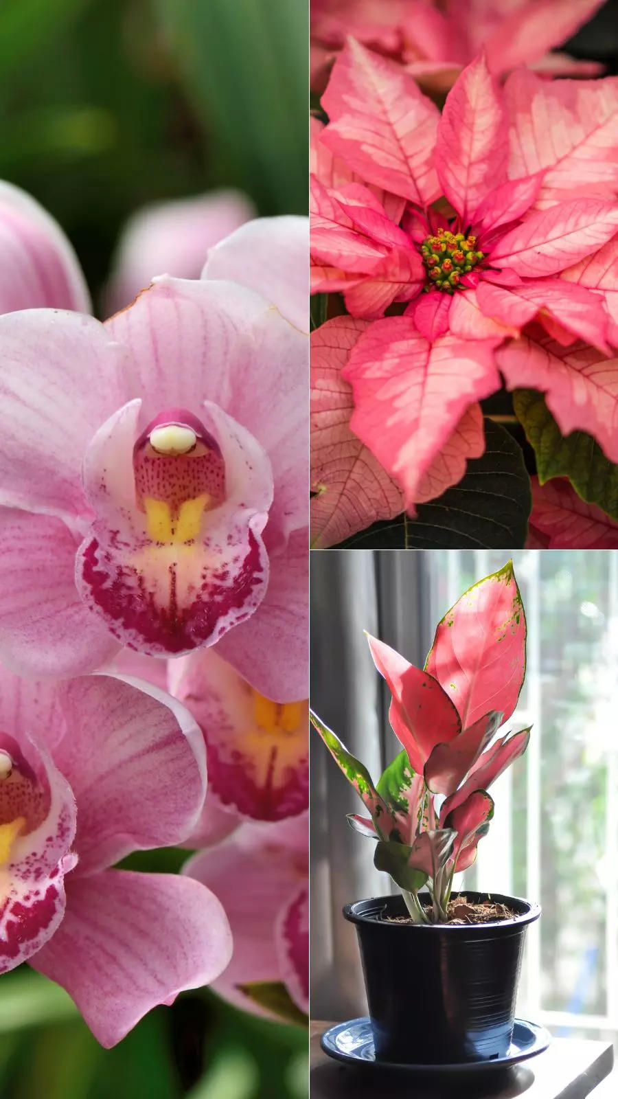 Pink houseplants to bring home for cheerful vibes