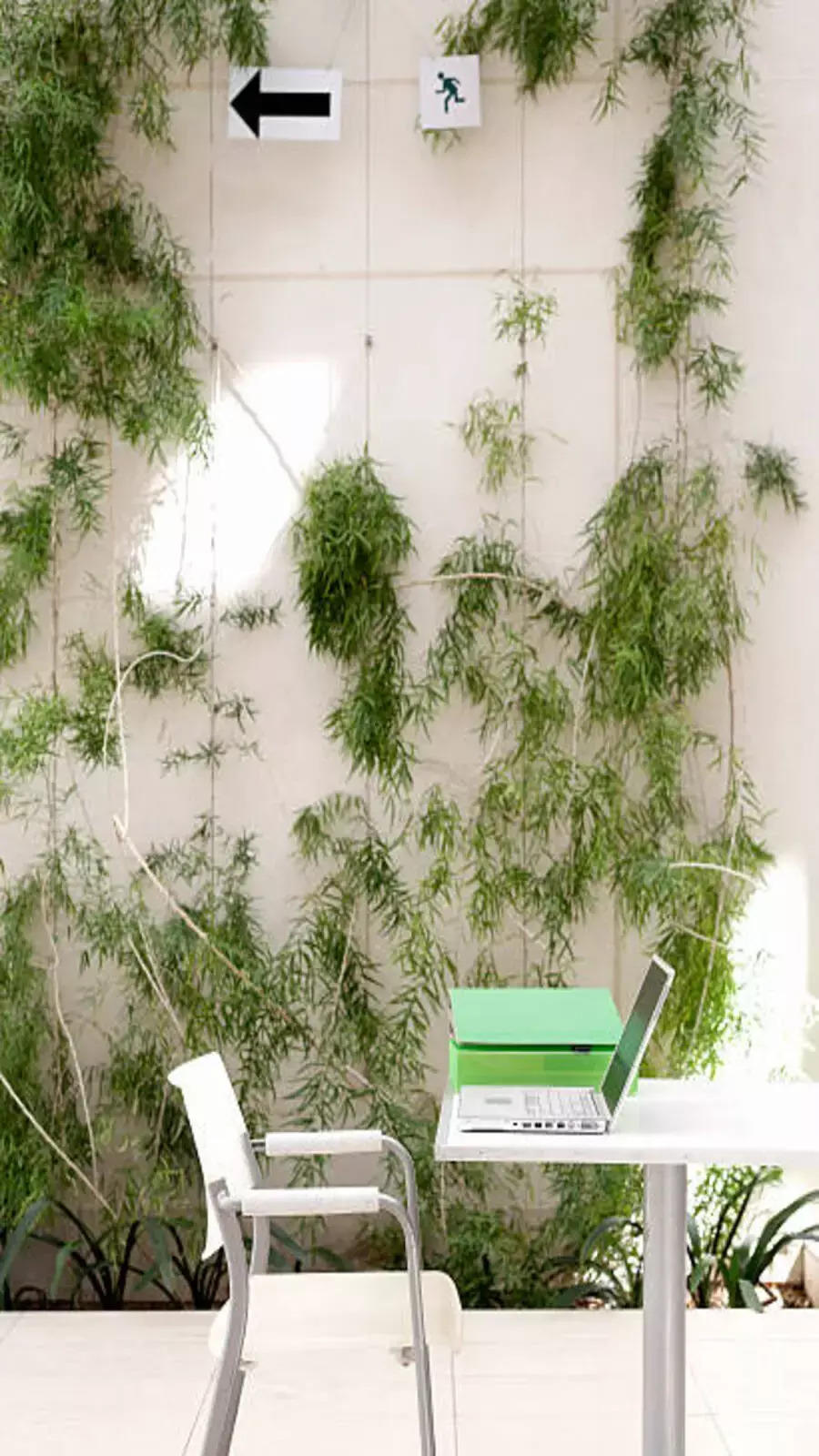 Best plants to keep in your workplace