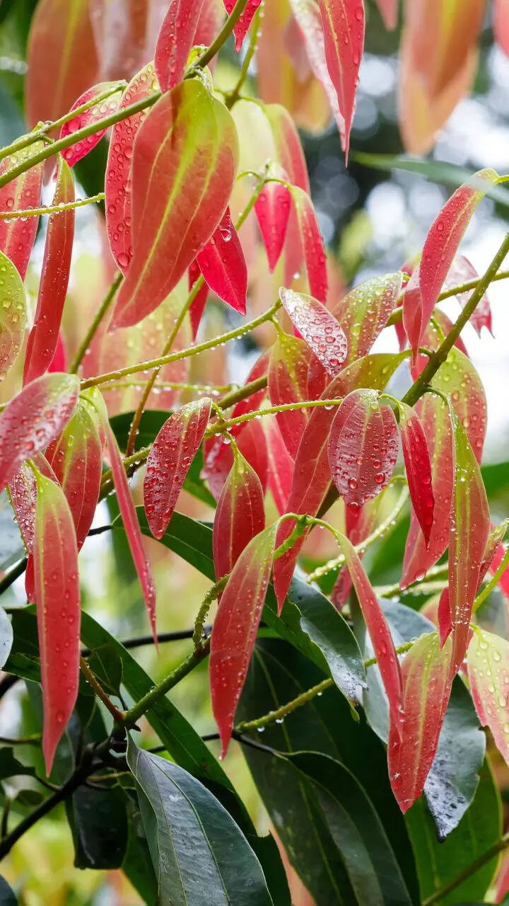 8-leaves-that-can-help-lower-blood-sugar-levels-storialtech