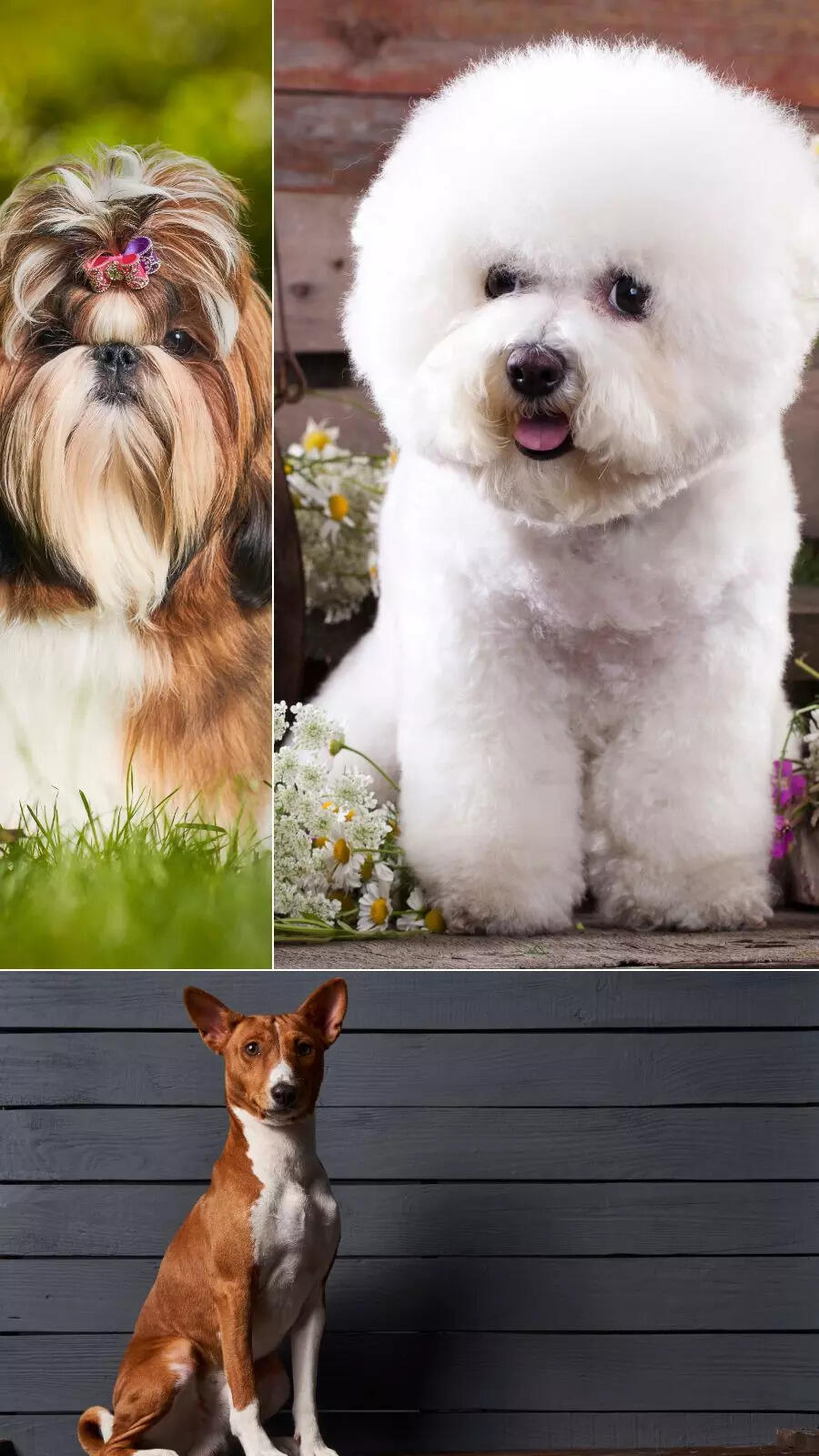 Adorable dogs that don't shed a lot of fur