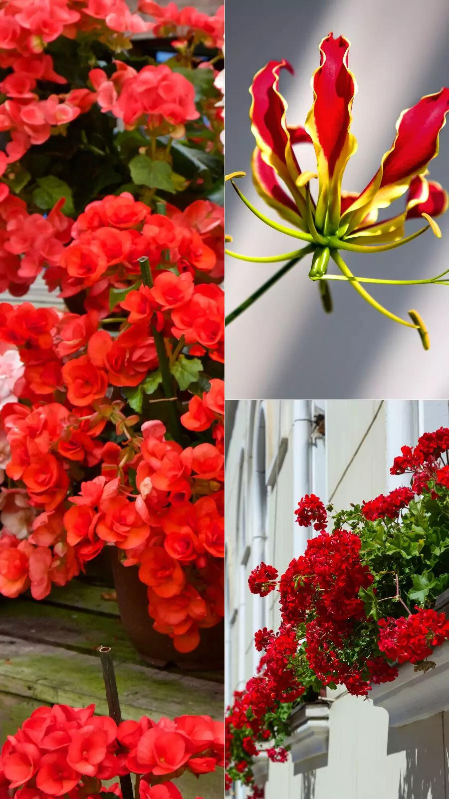 Gorgeous indoor plants that bloom with flowers in winter