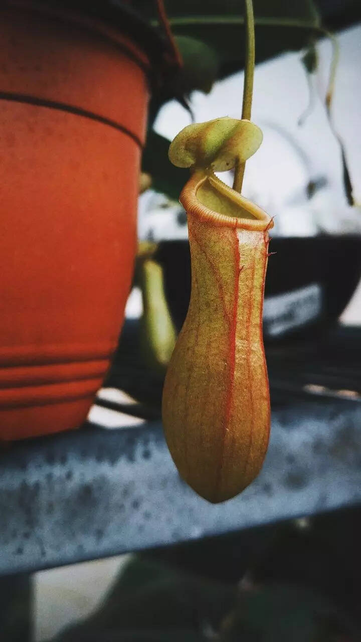 10 Rare MeatEating Plants On Earth StorialTech