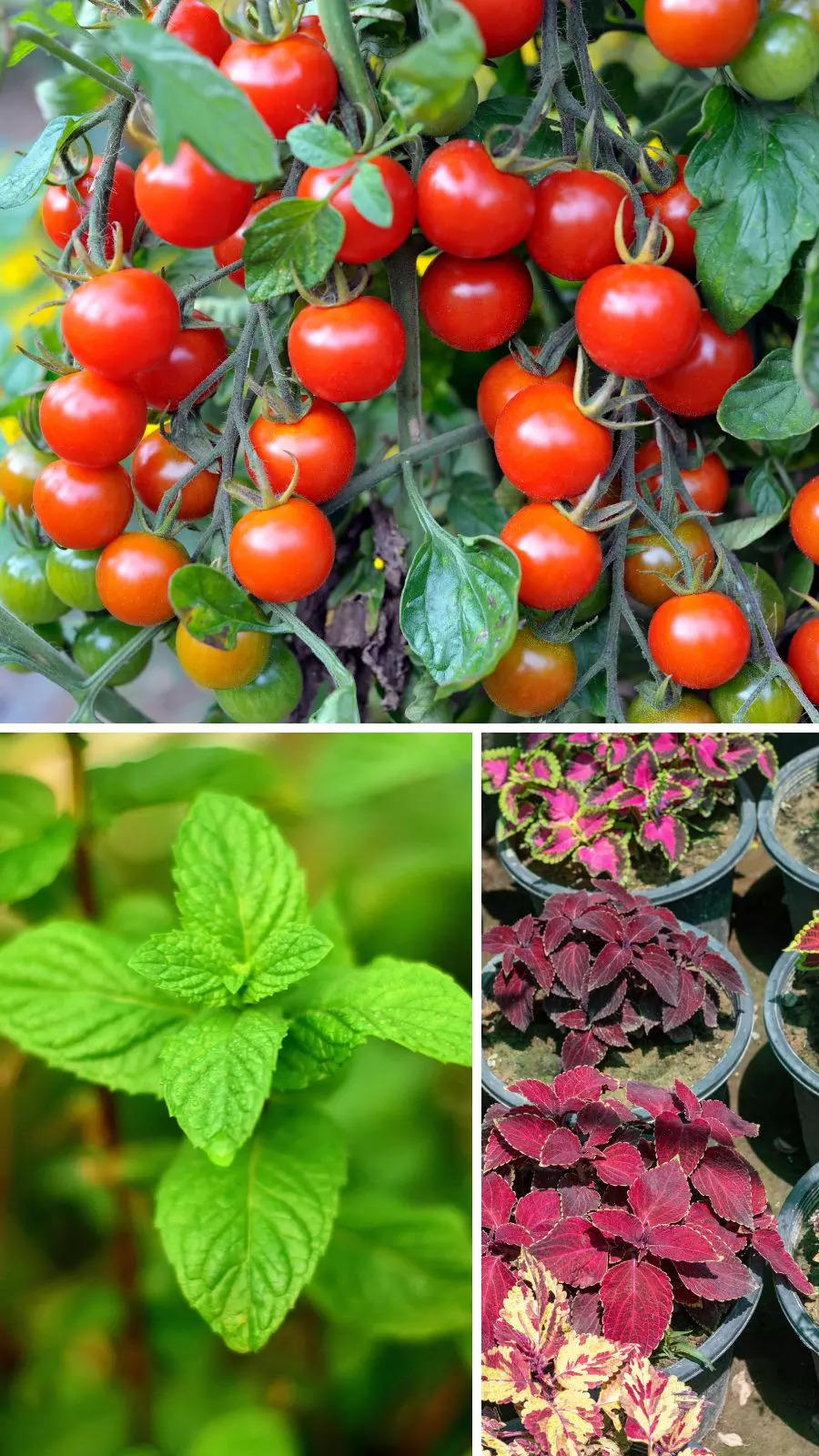 10 plants seniors can grow with ease​