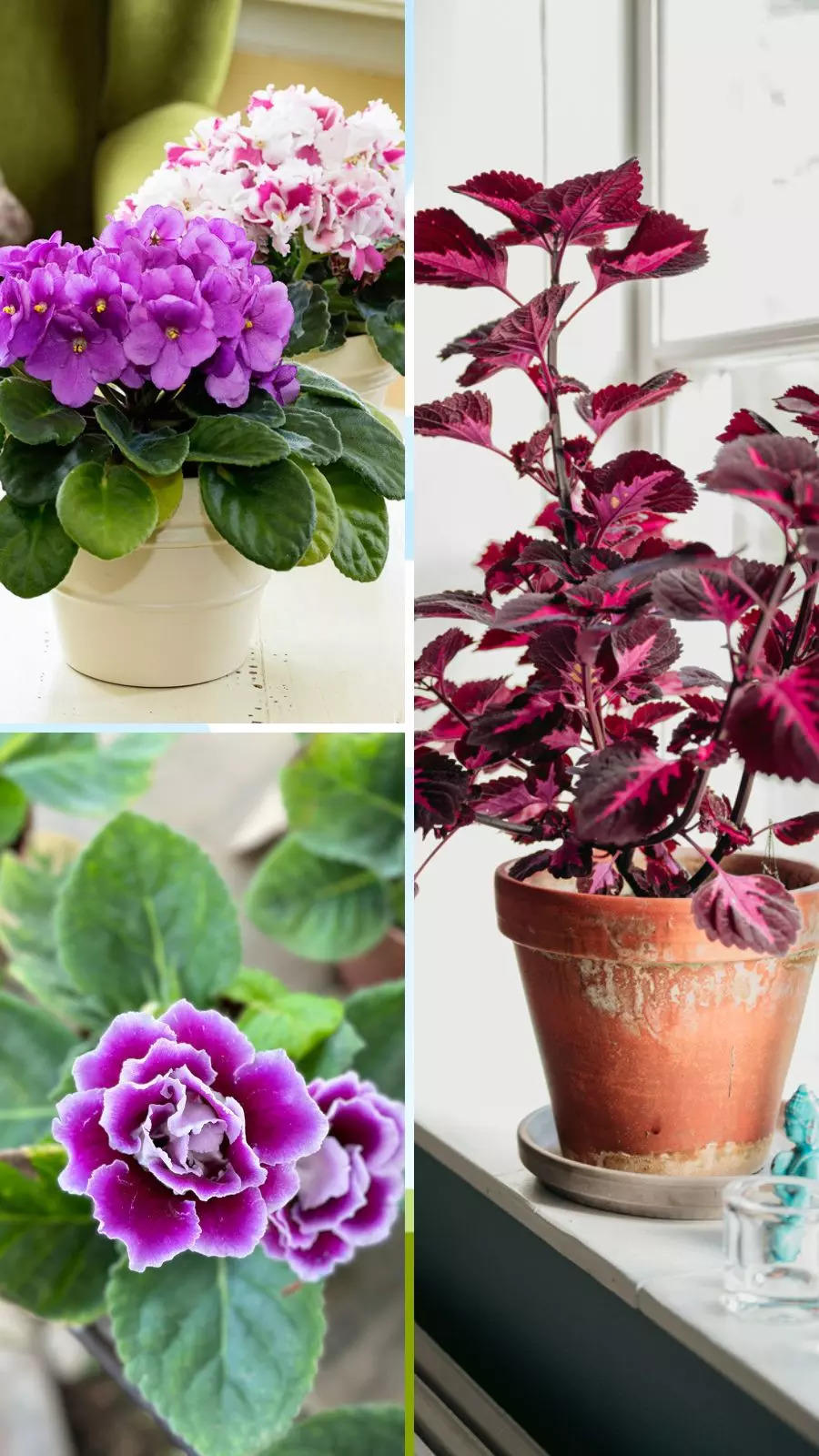 Easy houseplants you can grow from seeds