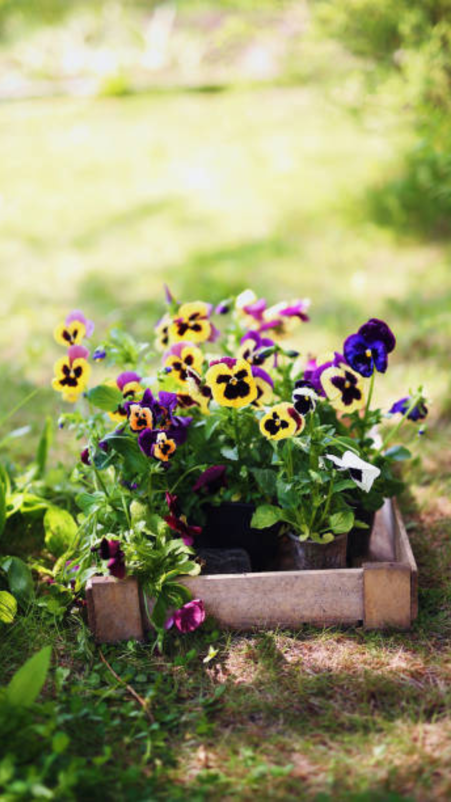 Plants best suited for summer season