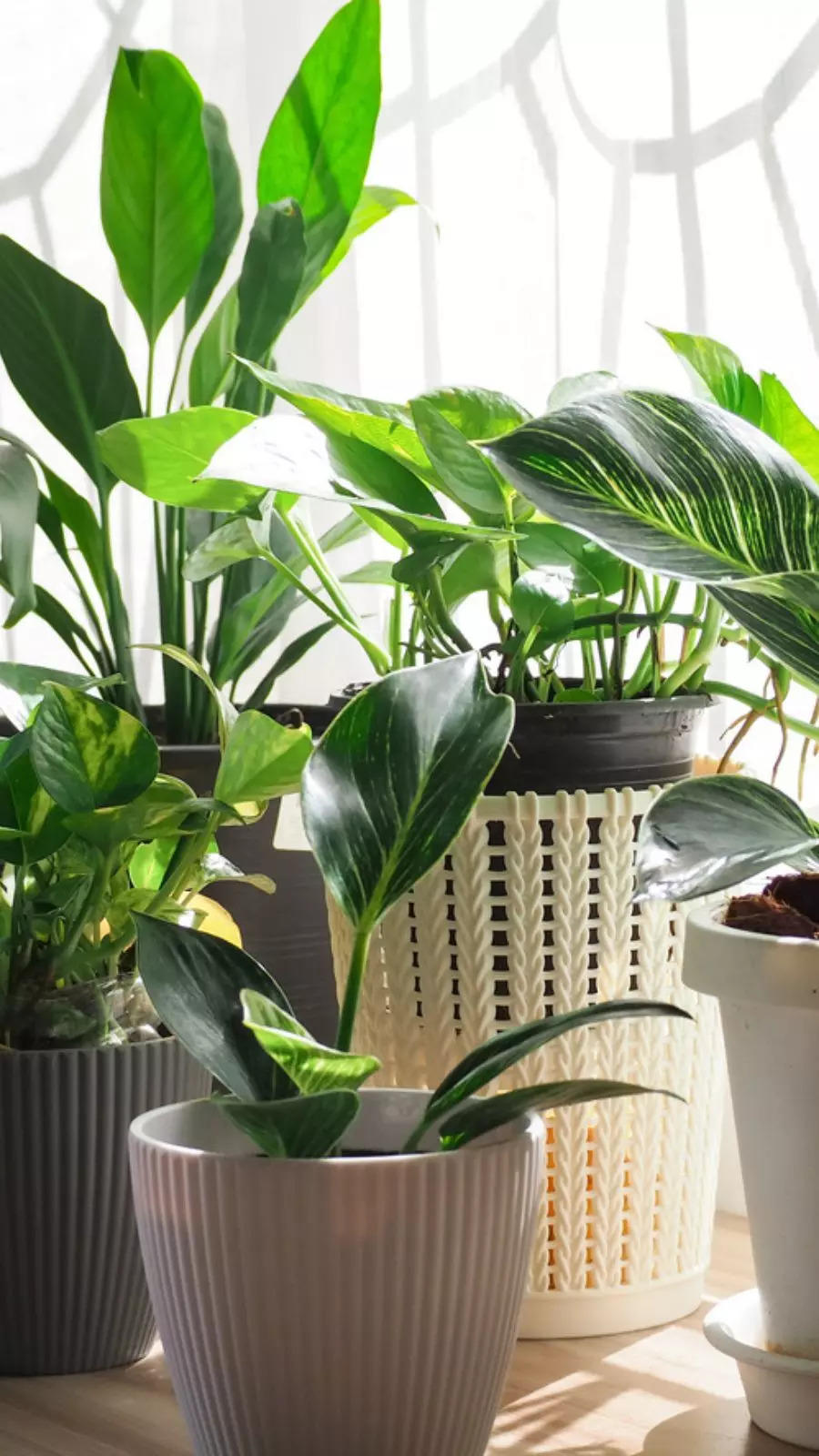 Summer houseplants that need (almost) no maintenance